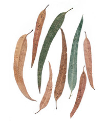 Eucalyptus leaves