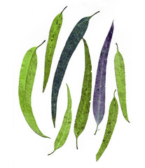 Eucalyptus leaves