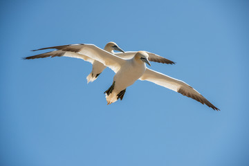Northern gannets