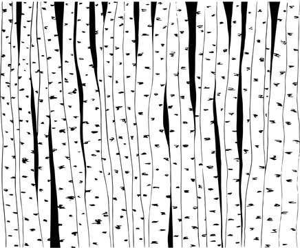Birch trees hand-drawn illustration. Vector. Use for wallpaper, pattern fills, web page background. © virulaine