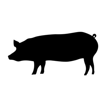 Silhouette of the pig. Vector black illustration
