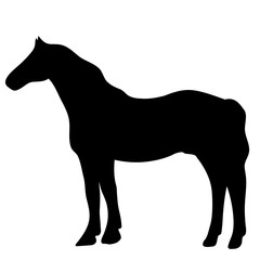 Vector silhouette of horse isolated on white background
