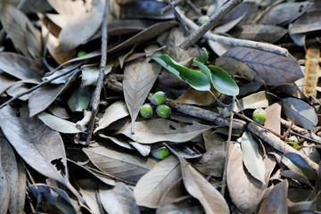 枯れ葉の中の青いどんぐり