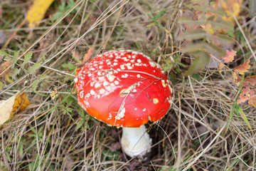 red toadstool in grass