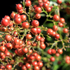 赤く色づく南天の実