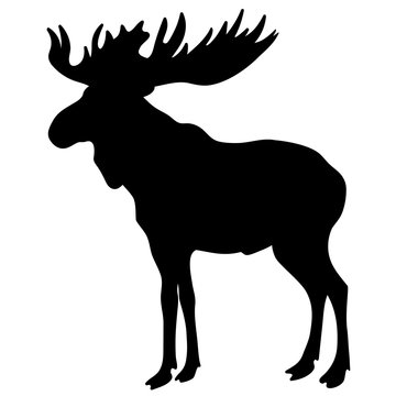 Moose vector silhouette isolated on white background
