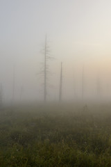 dead trees in the fog on the marsh in Yamal