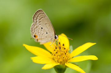Obraz na płótnie Canvas Cycad Blue butterfly