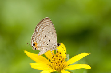 Fototapeta na wymiar Cycad Blue butterfly