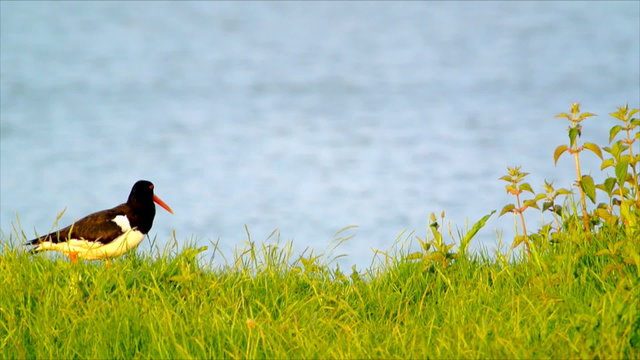 Single Oystercatcher with water in the background.