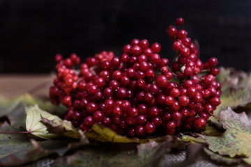 red viburnum berries