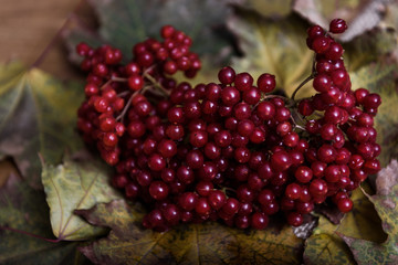 red viburnum berries