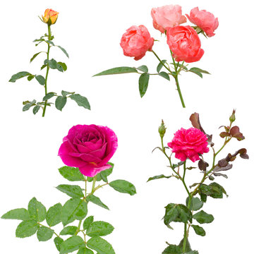 Rose collection isolated on white background
