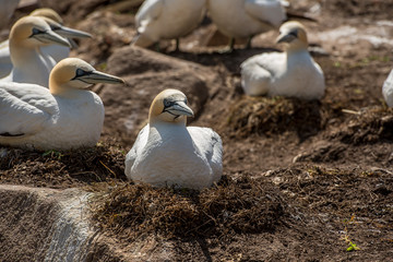 Northern gannet