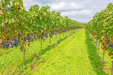 Fototapeta na wymiar ripe grapes in vineyard
