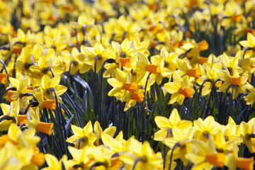 Yellow Daffodils