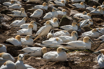 Northern gannet