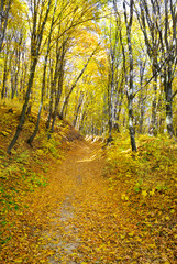 Yellow and red leaves on trees in autumn park