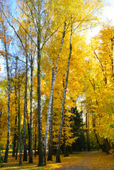 Yellow and red leaves on trees in autumn park