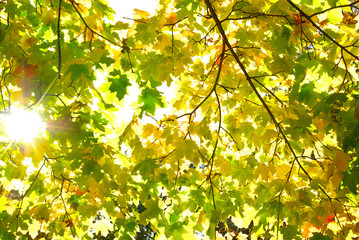 Rays of sun among the yellowing autumn leaves