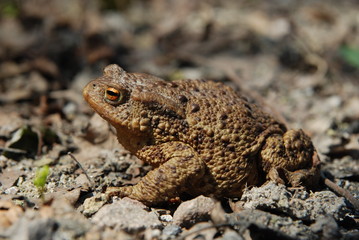 Wiosenna Ropucha