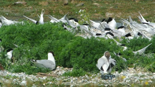 Group of Sandwich Tern (Thalasseus sandvicensis) and  Black-headed Gull (Chroicocephalus ridibundus) breeding and resting in a nature reserve on the island of Texel in The Netherlands.