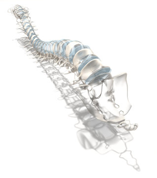 Spine, artwork