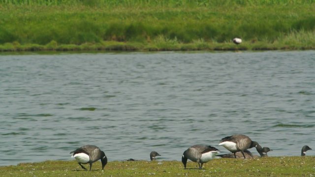 Group of grazing Brent Geese