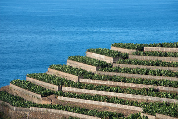 Bananenplantage am Meer, La Palma, Kanaren, Spanien