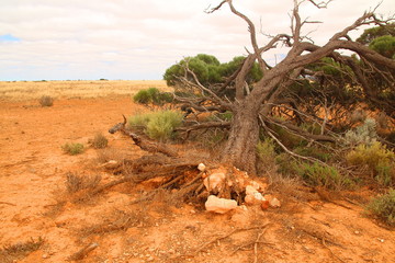 Nullarbor Plain, Australia