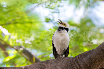 Black-collared Starling singing on tree with beautiful green background