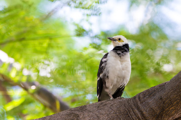 Black-collared Starling perching on tree with beautiful green background