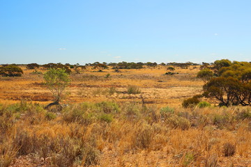 Fototapeta premium Nullarbor Plain, Australia