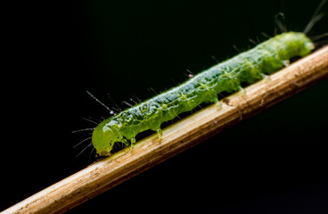 Macro close up, green worm is eating leaf