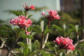 plumeria rubra