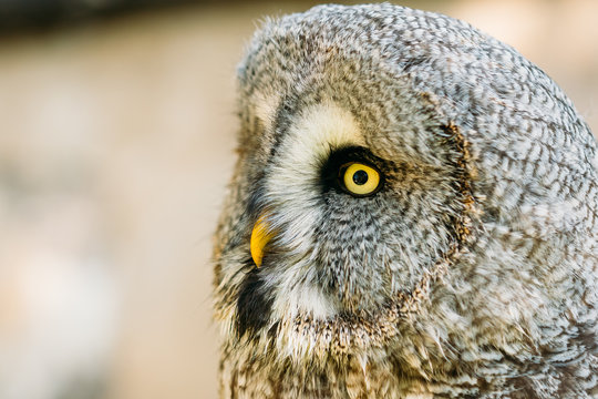 The great grey owl or great gray owl