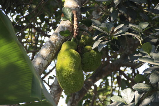 un jacque fruit du jacquier