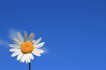chamomile on the blue sky