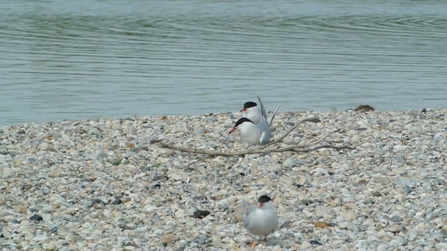 Common Tern and Pied Avocet (Recurvirostra avosetta) breeding on a shell bank on the island of Texel, The Netherlands