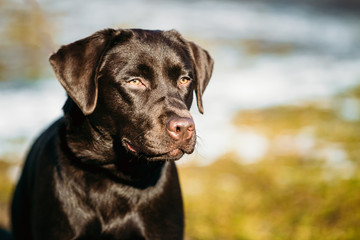 Beautiful Brown Dog Lab Labrador Retriever 