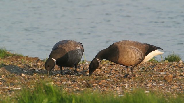 Pair of grazing Brent Geese