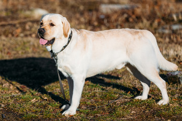 Beautiful White Labrador Lab Dog Outdoor Portrait