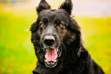 German Shepherd Dog Close Up 