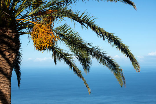 Dattelpalme am Meer ,Insel La Palma Kanaren