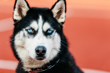 Young Husky Puppy Dog Sitting In Red Floor Outdoor