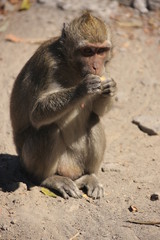 macaque crabier en plein repas