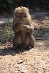 un macaque crabier qui mange