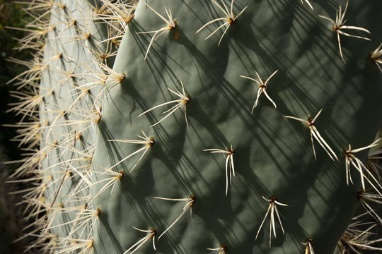 Kaktus-Feige Images  Browse 15 Stock Photos, Vectors, and Video | Adobe  Stock