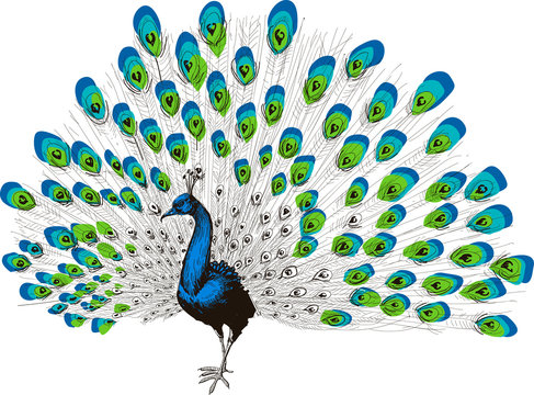 Peacock hand drawing
