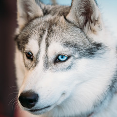 Obraz premium Close Up Head Young Husky Eskimo Dog With Multicolored Eyes